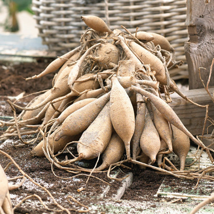 Dahlia Bulbs (Ball) - Bonanza