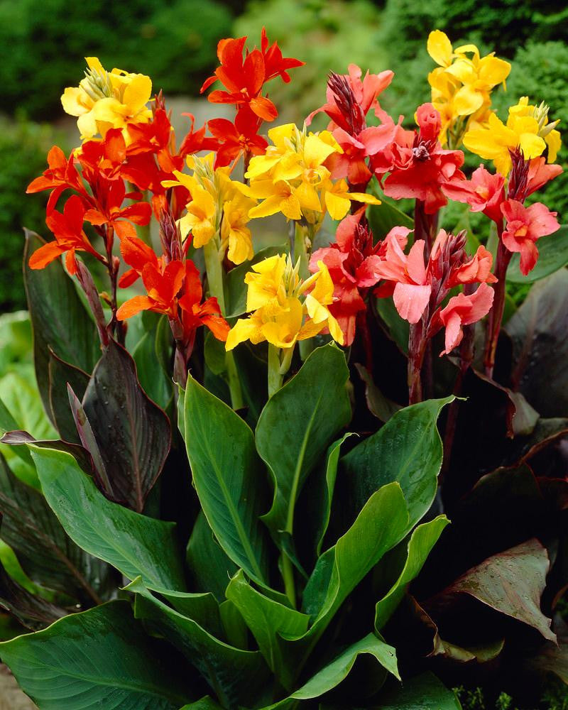 Canna 'Mixed Colours'