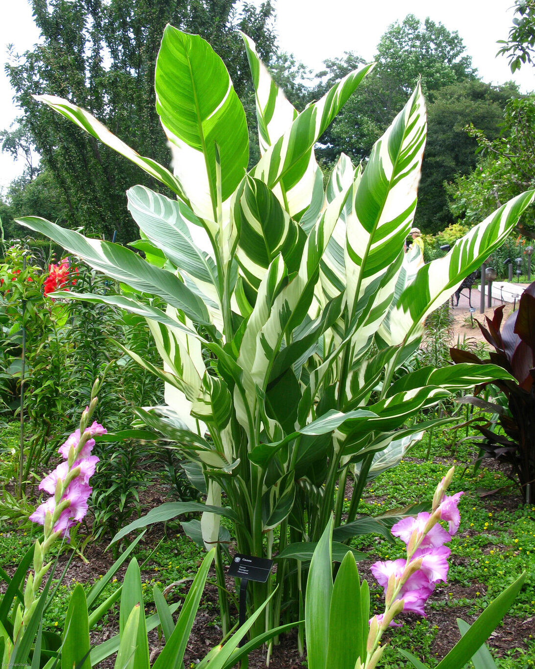 Canna 'Stuttgart'