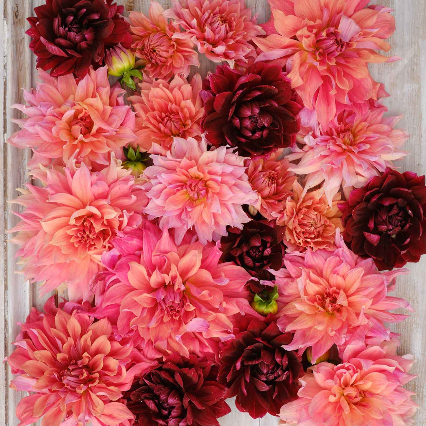 Dahlia Bulbs - Antique Blush Mix