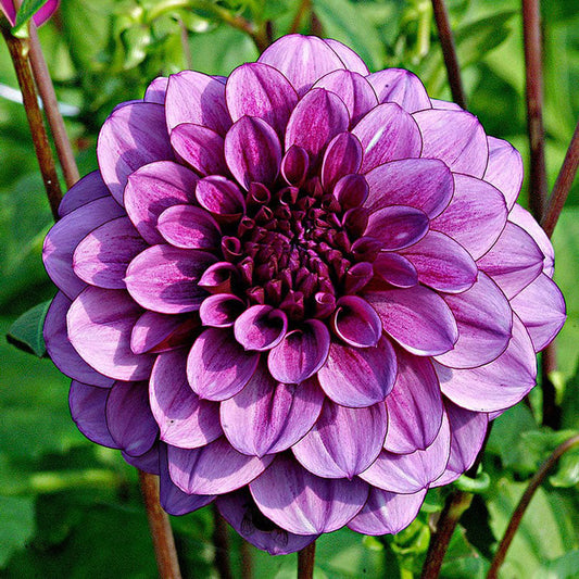 Dahlia Bulbs (Decorative) - Blue Bell