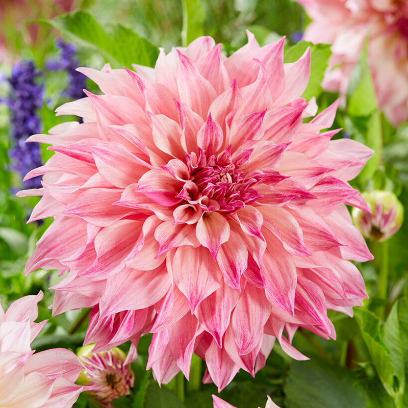 Dahlia Bulbs (Dinnerplate) - Cafe Au Lait Rose