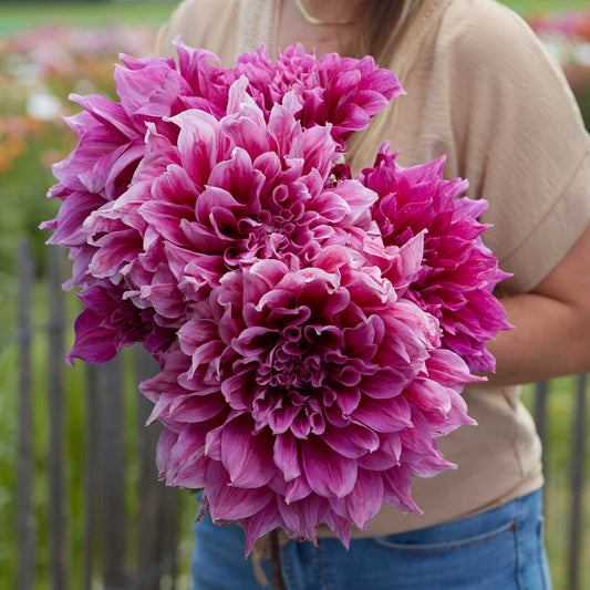 Dahlia Bulbs (Dinnerplate) - Emory Paul