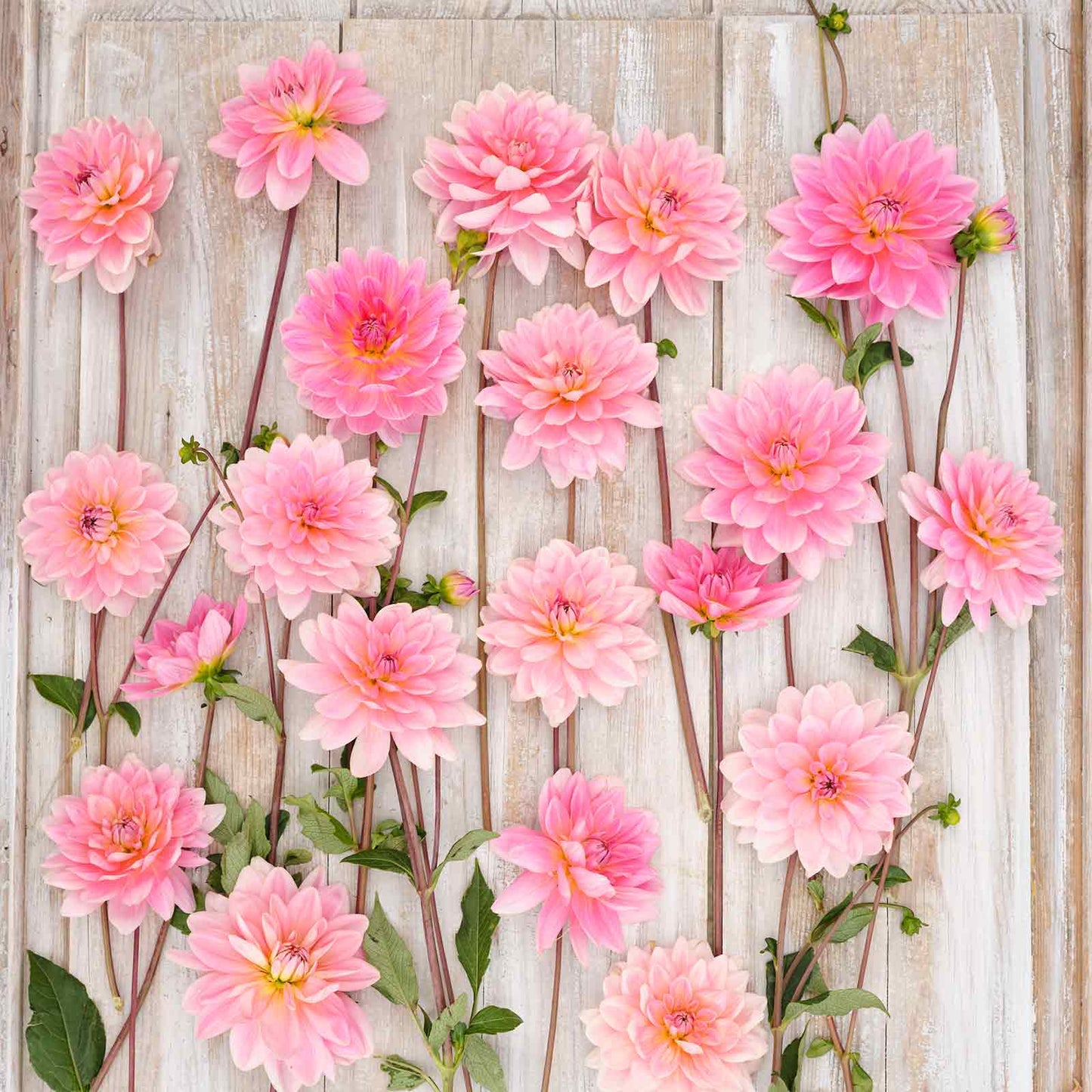 Dahlia Bulbs (Decorative) - Gerrie Hoek