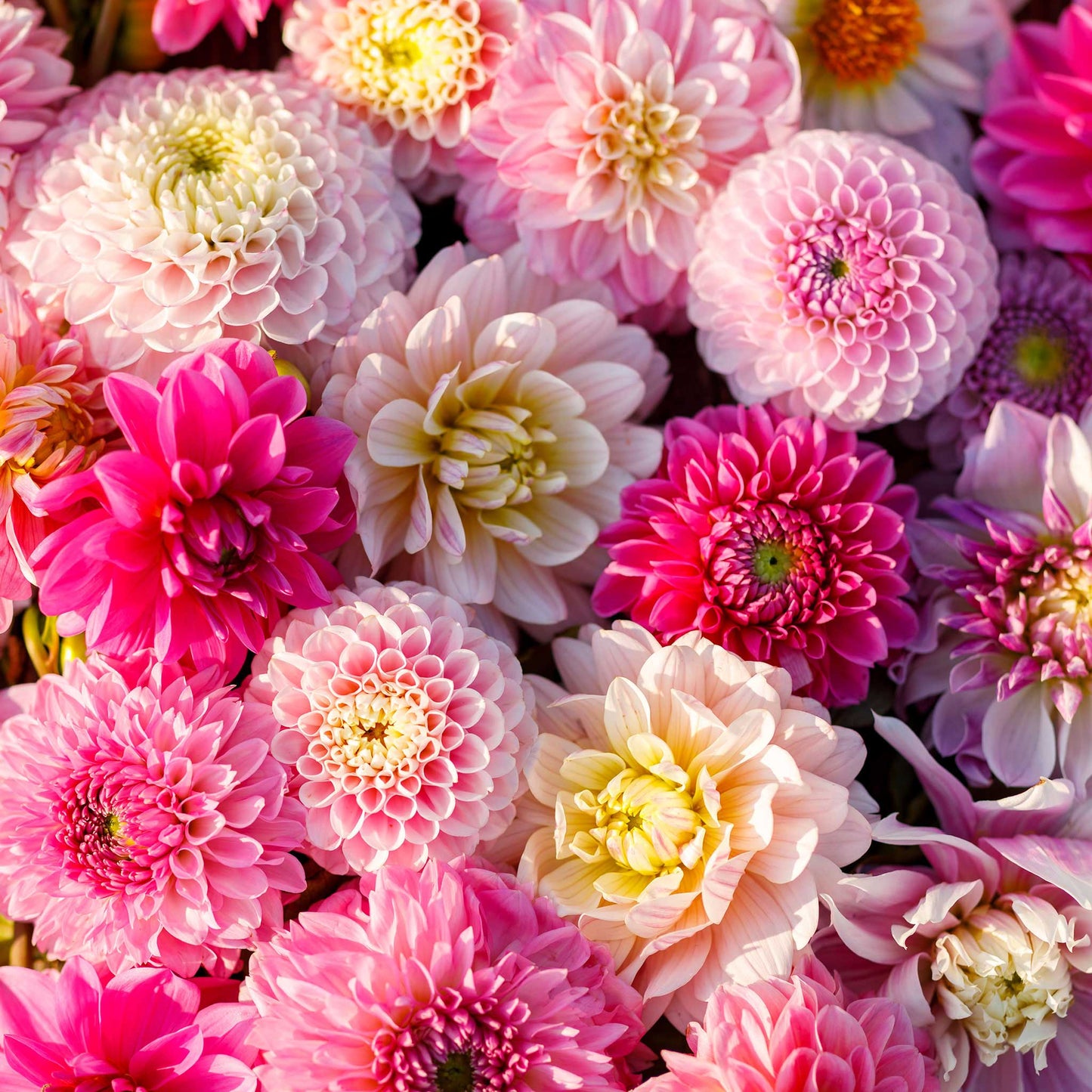 Dahlia Bulbs (Ball & Decorative) - Shirley Mix