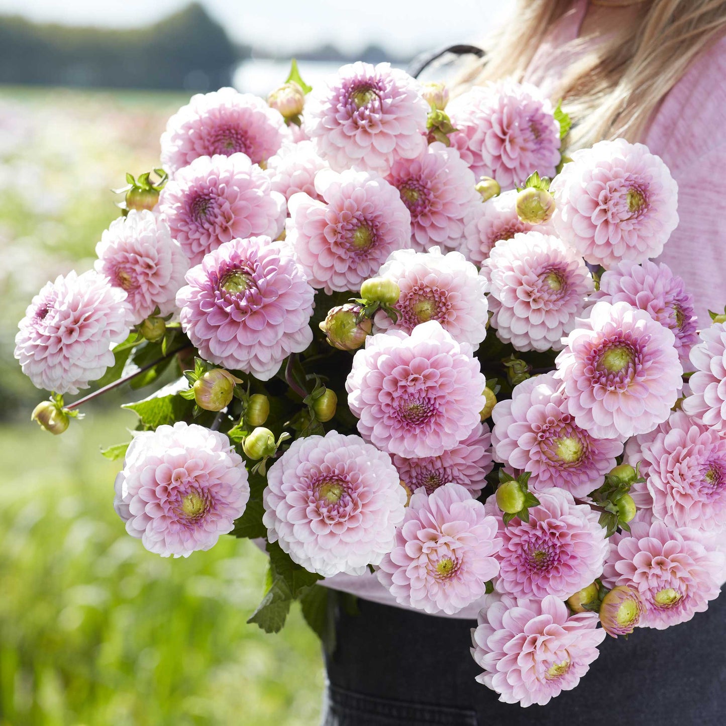 Dahlia Bulbs - Wizard of Oz