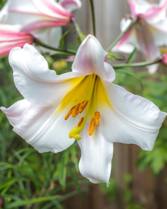 Lily 'Regale'