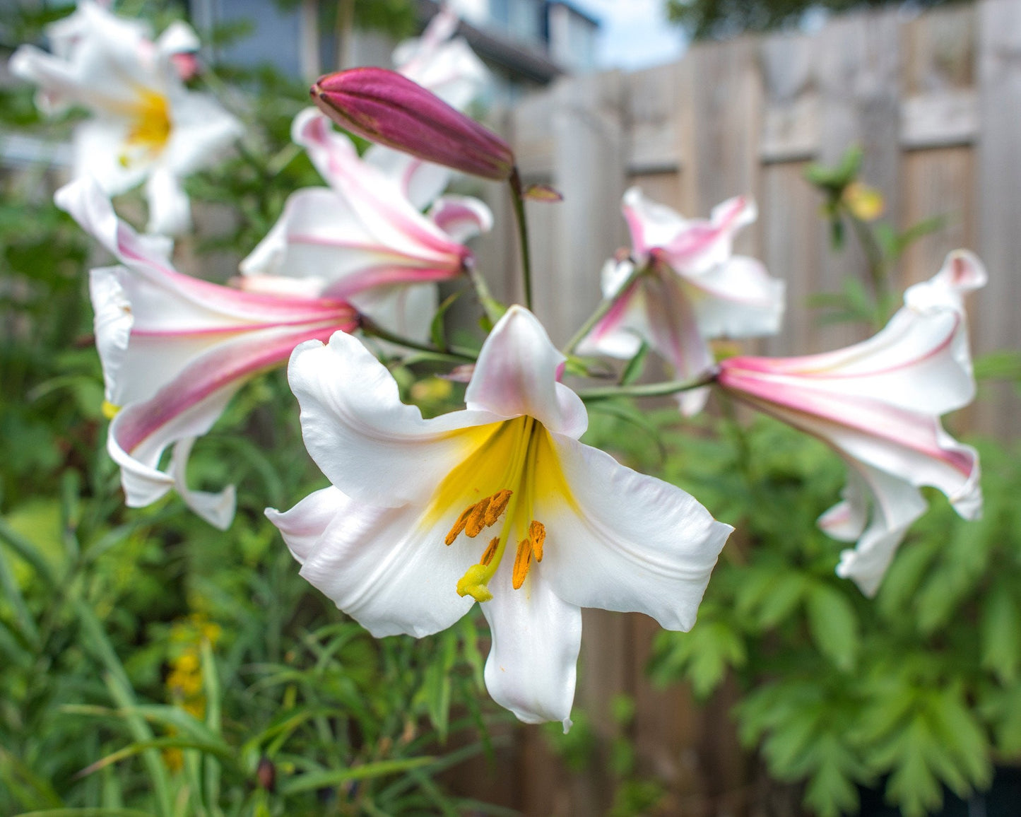 Lily 'Regale'