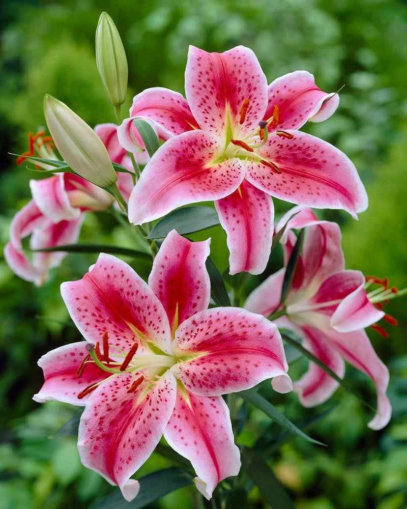 Lily 'Stargazer'