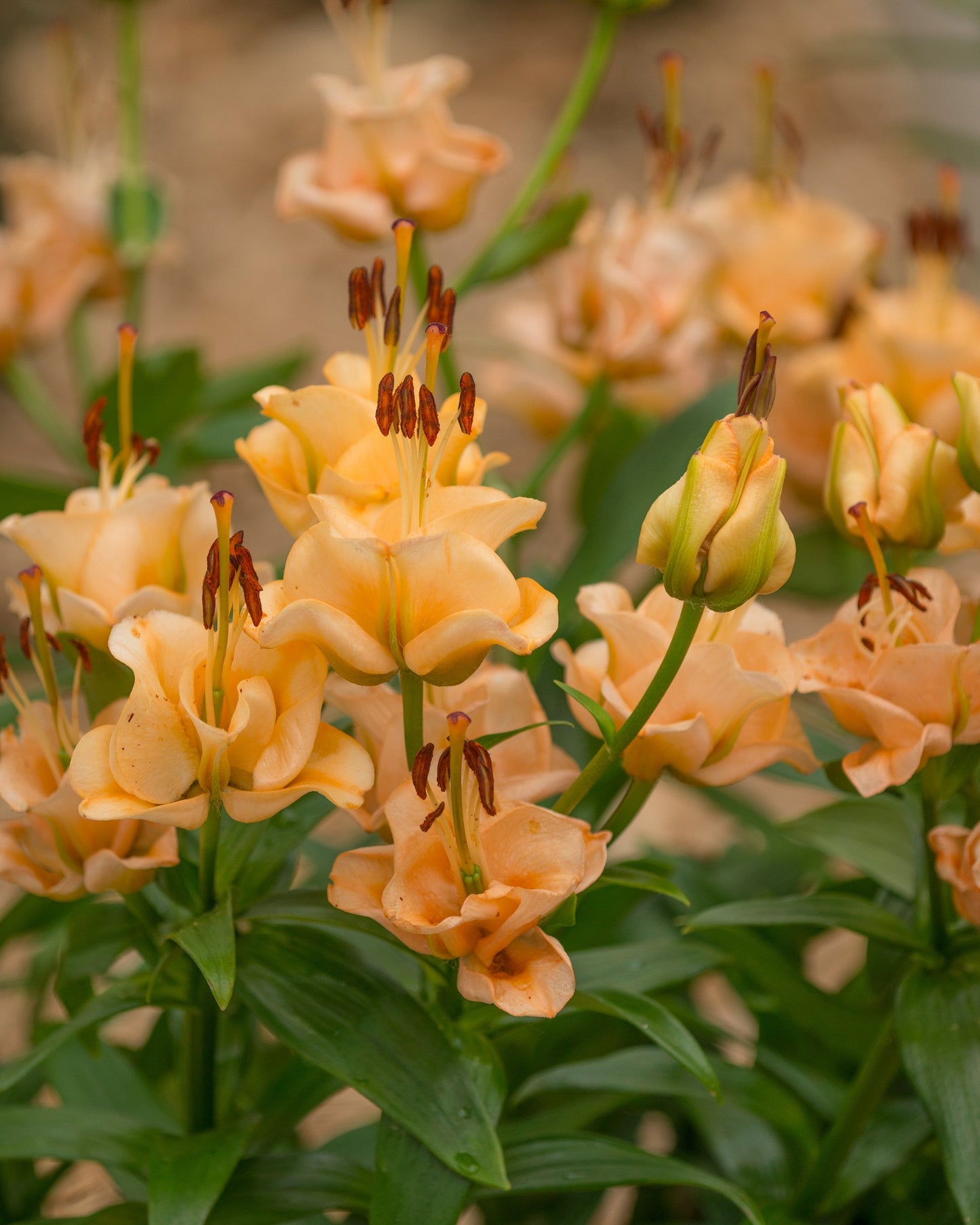 Lily 'Apricot Fudge'