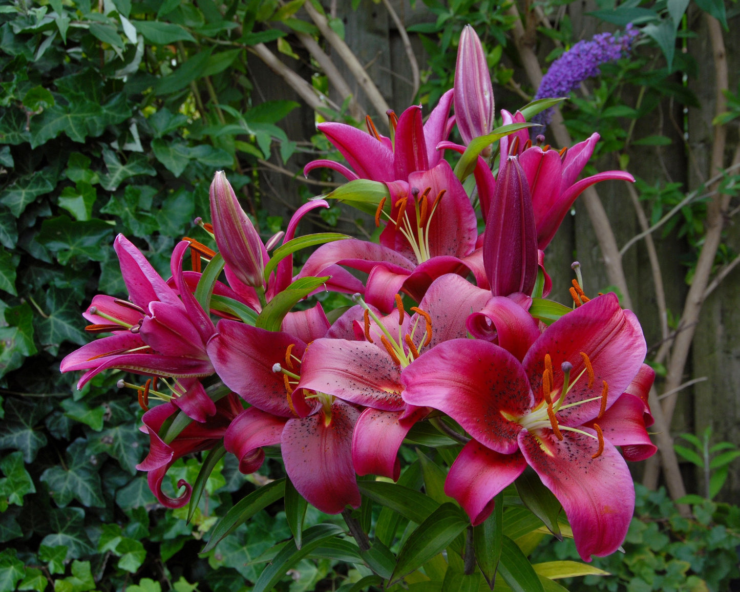 Lily 'Montezuma'