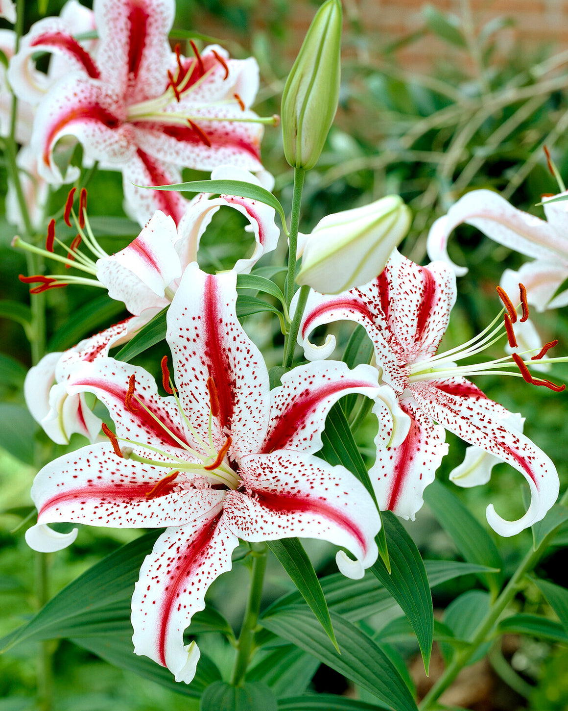 Lily 'Dizzy'