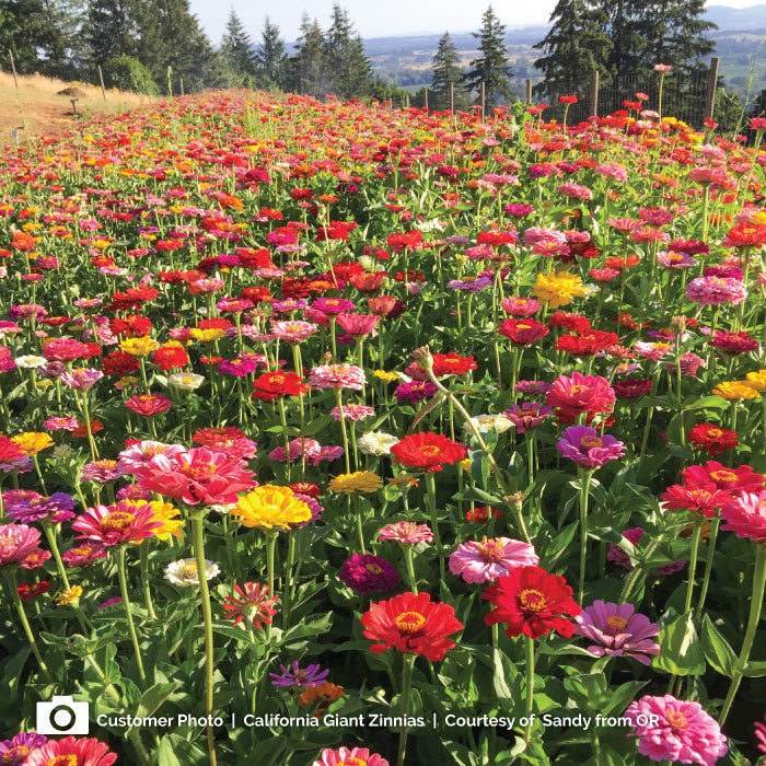 Zinnia Seeds - California Giants