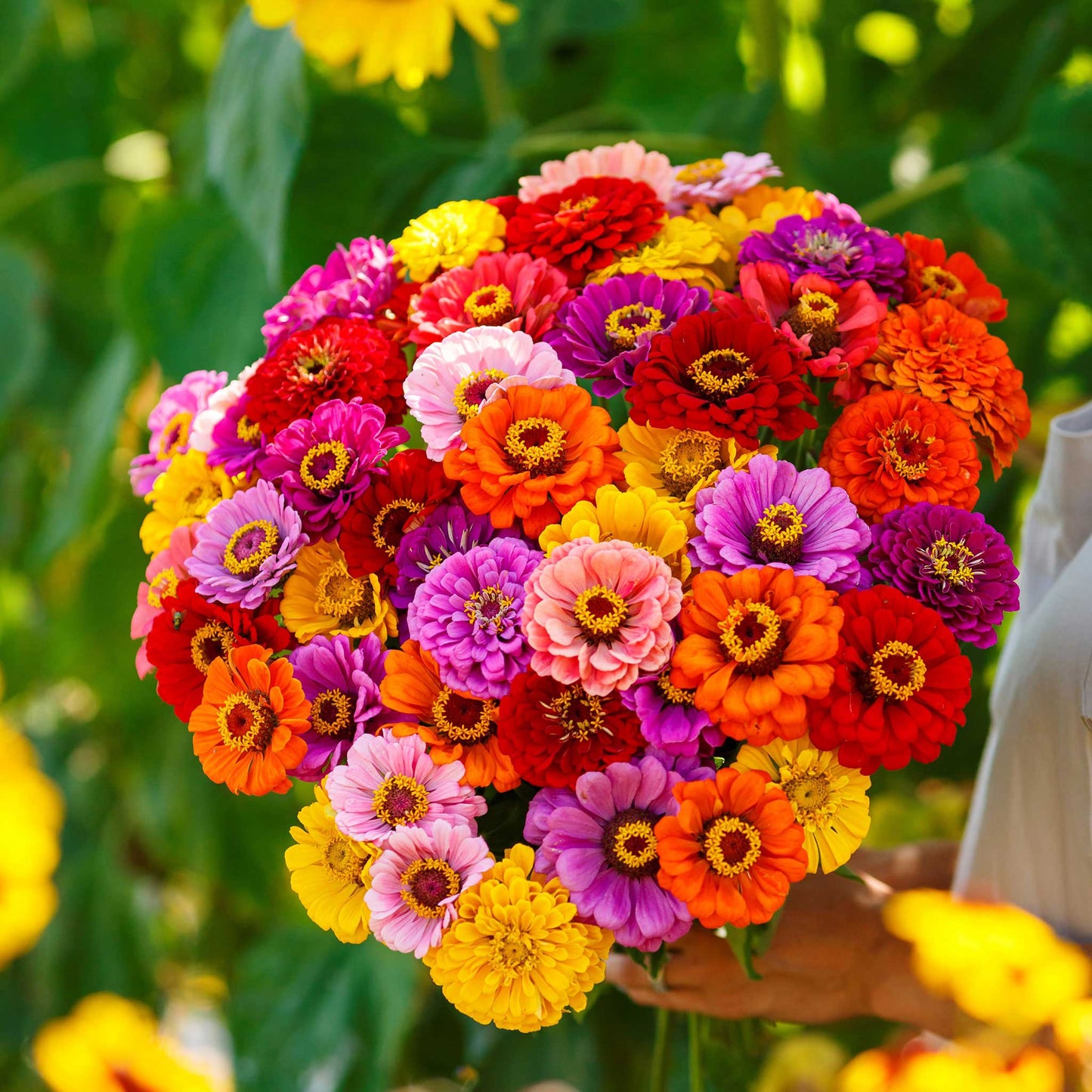 Zinnia Seeds - California Giants