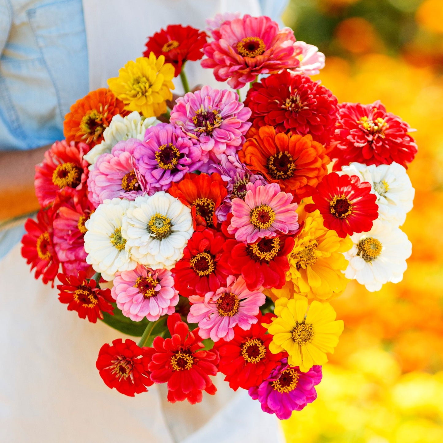 Zinnia Seeds - California Giants