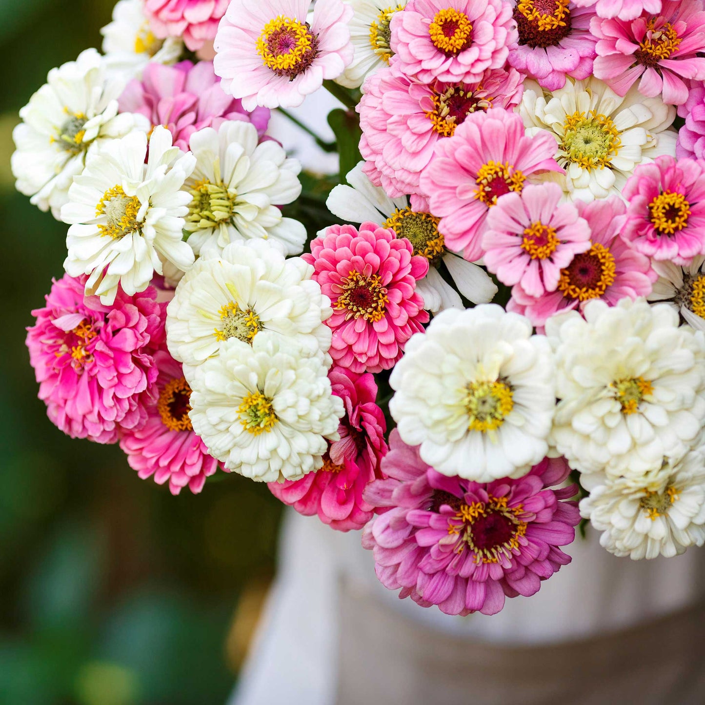 Zinnia Seeds - Isn't This Romantic Mix