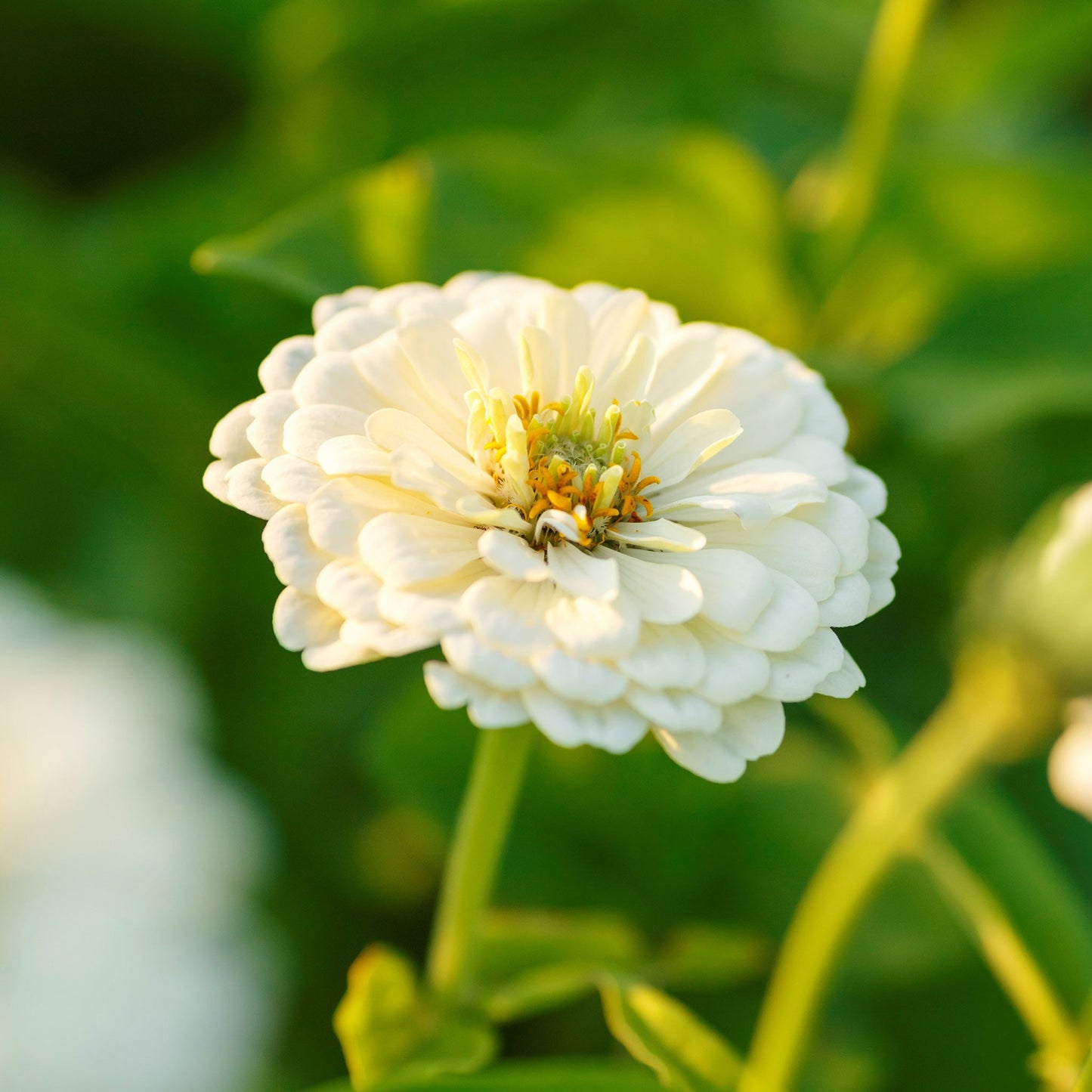 Zinnia Seeds - Polar Bear