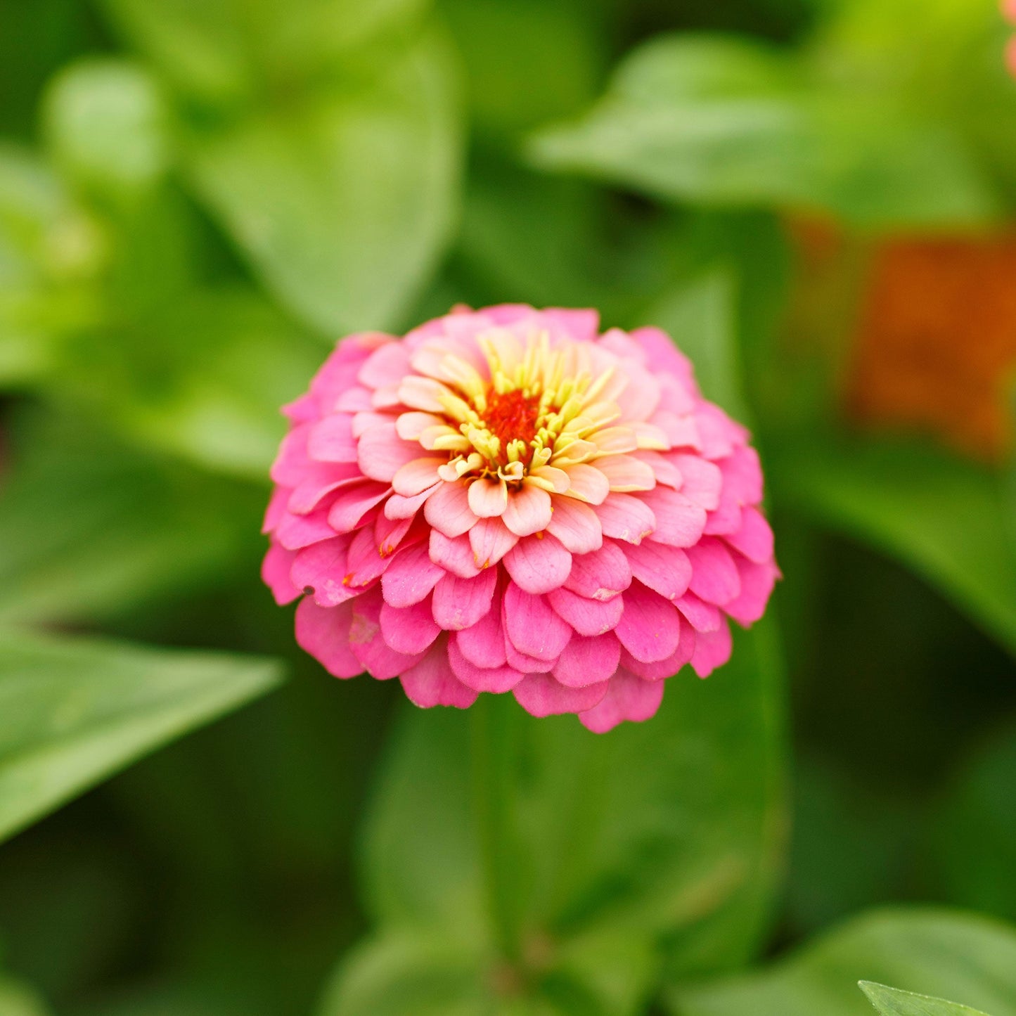 Zinnia Seeds - Pumila / Cut & Come Again