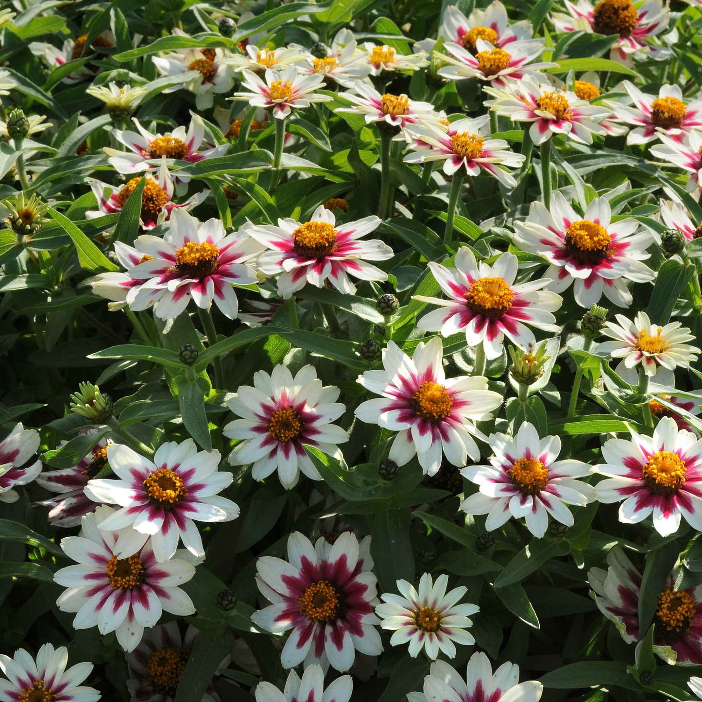 Zinnia Seeds - Zahara Starlight Rose